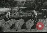 Image plaqueminier storage Chihli Chine, 1928, de la seconde 15 séquences d'archives historiques vidéo 65675066291