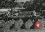 Image plaqueminier storage Chihli Chine, 1928, de la seconde 16 séquences d'archives historiques vidéo 65675066291