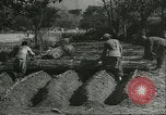 Image plaqueminier storage Chihli Chine, 1928, de la seconde 17 séquences d'archives historiques vidéo 65675066291
