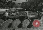 Image plaqueminier storage Chihli Chine, 1928, de la seconde 18 séquences d'archives historiques vidéo 65675066291