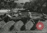 Image plaqueminier storage Chihli Chine, 1928, de la seconde 19 séquences d'archives historiques vidéo 65675066291