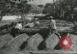 Image plaqueminier storage Chihli Chine, 1928, de la seconde 20 séquences d'archives historiques vidéo 65675066291
