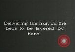 Image plaqueminier storage Chihli Chine, 1928, de la seconde 35 séquences d'archives historiques vidéo 65675066291