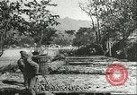 Image plaqueminier storage Chihli Chine, 1928, de la seconde 37 séquences d'archives historiques vidéo 65675066291