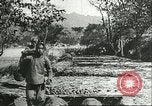 Image plaqueminier storage Chihli Chine, 1928, de la seconde 38 séquences d'archives historiques vidéo 65675066291