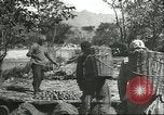 Image plaqueminier storage Chihli Chine, 1928, de la seconde 40 séquences d'archives historiques vidéo 65675066291
