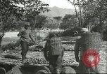Image plaqueminier storage Chihli Chine, 1928, de la seconde 41 séquences d'archives historiques vidéo 65675066291