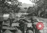 Image plaqueminier storage Chihli Chine, 1928, de la seconde 44 séquences d'archives historiques vidéo 65675066291
