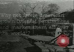 Immagine di Persimmon letti di storage Chihli Cina, 1928, secondo 1 filmato di repertorio 65675066292