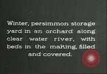 Immagine di Persimmon letti di storage Chihli Cina, 1928, secondo 9 filmato di repertorio 65675066292