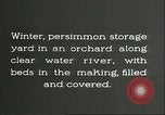 Immagine di Persimmon letti di storage Chihli Cina, 1928, secondo 11 filmato di repertorio 65675066292