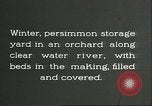 Immagine di Persimmon letti di storage Chihli Cina, 1928, secondo 13 filmato di repertorio 65675066292