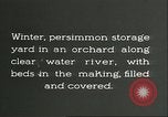 Immagine di Persimmon letti di storage Chihli Cina, 1928, secondo 20 filmato di repertorio 65675066292