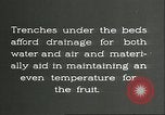 Immagine di Persimmon letti di storage Chihli Cina, 1928, secondo 36 filmato di repertorio 65675066292