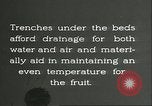 Immagine di Persimmon letti di storage Chihli Cina, 1928, secondo 37 filmato di repertorio 65675066292