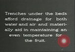 Immagine di Persimmon letti di storage Chihli Cina, 1928, secondo 38 filmato di repertorio 65675066292