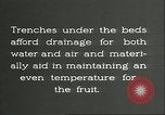 Immagine di Persimmon letti di storage Chihli Cina, 1928, secondo 39 filmato di repertorio 65675066292