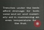 Immagine di Persimmon letti di storage Chihli Cina, 1928, secondo 40 filmato di repertorio 65675066292