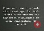 Immagine di Persimmon letti di storage Chihli Cina, 1928, secondo 43 filmato di repertorio 65675066292