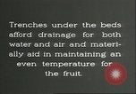 Immagine di Persimmon letti di storage Chihli Cina, 1928, secondo 46 filmato di repertorio 65675066292
