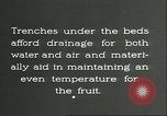Immagine di Persimmon letti di storage Chihli Cina, 1928, secondo 48 filmato di repertorio 65675066292