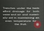 Immagine di Persimmon letti di storage Chihli Cina, 1928, secondo 49 filmato di repertorio 65675066292