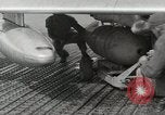 Immagine di F-86 Sabre La corea di Suwon, 1953, secondo 22 filmato di repertorio 65675066308