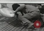 Immagine di F-86 Sabre La corea di Suwon, 1953, secondo 23 filmato di repertorio 65675066308