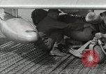 Immagine di F-86 Sabre La corea di Suwon, 1953, secondo 26 filmato di repertorio 65675066308