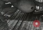 Immagine di F-86 Sabre La corea di Suwon, 1953, secondo 35 filmato di repertorio 65675066308