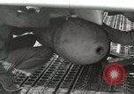 Immagine di F-86 Sabre La corea di Suwon, 1953, secondo 39 filmato di repertorio 65675066308