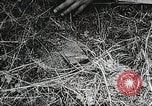 Standbild Rot Legacy Österreich, 1956, aus Sekunde 39 historischem Filmmaterial Videoclip 65675066313