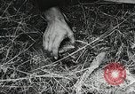 Standbild Rot Legacy Österreich, 1956, aus Sekunde 42 historischem Filmmaterial Videoclip 65675066313