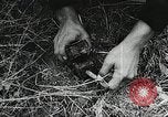 Standbild Rot Legacy Österreich, 1956, aus Sekunde 45 historischem Filmmaterial Videoclip 65675066313