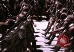 Image of Victory Day parade Tunis Tunisia, 1943, second 61 stock footage video 65675066355