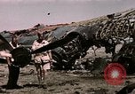 Standbild Zerstörte deutsche Kampfflugzeuge Tunis Tunesien, 1943, aus Sekunde 34 historischem Filmmaterial Videoclip 65675066356