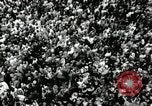 Image of Presidential Election campaign United States USA, 1960, second 19 stock footage video 65675066384