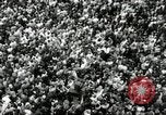 Image of Presidential Election campaign United States USA, 1960, second 20 stock footage video 65675066384
