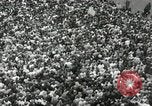 Image of Presidential Election campaign United States USA, 1960, second 23 stock footage video 65675066384