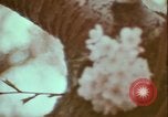 Image of monuments Washington DC USA, 1972, second 36 stock footage video 65675066409