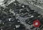 Immagine di Campagna di Russia La Russia, 1941, secondo 23 filmato di repertorio 65675066439