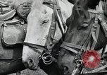 Image of Russian Campaign Russia, 1941, second 11 stock footage video 65675066444