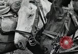 Image of Russian Campaign Russia, 1941, second 12 stock footage video 65675066444