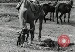Image of Russian Campaign Russia, 1941, second 22 stock footage video 65675066444