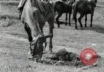 Image of Russian Campaign Russia, 1941, second 24 stock footage video 65675066444