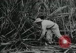 Standbild Kubanische Revolution Havanna Kuba, 1959, aus Sekunde 8 historischem Filmmaterial Videoclip 65675066496