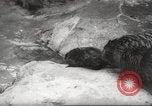 Standbild Biber Zürich Schweiz, 1958, aus Sekunde 7 historischem Filmmaterial Videoclip 65675066502