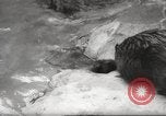 Standbild Biber Zürich Schweiz, 1958, aus Sekunde 8 historischem Filmmaterial Videoclip 65675066502