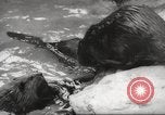 Standbild Biber Zürich Schweiz, 1958, aus Sekunde 11 historischem Filmmaterial Videoclip 65675066502