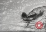 Standbild Biber Zürich Schweiz, 1958, aus Sekunde 14 historischem Filmmaterial Videoclip 65675066502